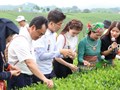 Triển lãm 'Di sản vươn tầm': Chiến lược đưa trà Thái Nguyên kết nối toàn cầu