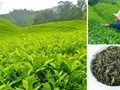 Chè xanh: “Mỏ vàng” giá trị cao mà Việt Nam chưa khai thác hết