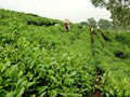 Chè Thái Nguyên: Tinh hoa văn hóa và kinh tế Việt