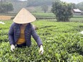 Thái Nguyên và bước chuyển mình từ VietGAP đến chuỗi giá trị chè hiện đại