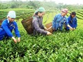 Lào Cai: Xã Tằng Loỏng khởi sắc từ những đồi chè xanh