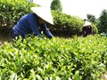 Vùng chè Thượng Minh chuyển mình bền vững từ Chương trình mục tiêu quốc gia