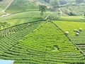 Làng chè Thái Nguyên: Từ nông nghiệp truyền thống đến sản phẩm du lịch đặc trưng