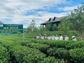 Vùng trồng: Chìa khóa xác thực giá trị của trà 