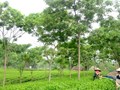 Tán chè thông thoáng: Nền tảng của canh tác chè bền vững