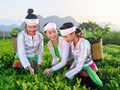 Sắc xuân trên vùng chè búp xanh Yên Thủy - Hòa Bình