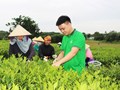 Thái Nguyên: Hợp tác xã chè Công Tâm Minh Đức đổi mới phát triển và nâng cao hiệu quả làng nghề chè truyền thống
