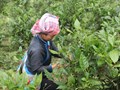 Lào Cai: Người dân xã Bản Liền phấn khởi vùng chè shan hữu cơ tiêu thụ thuận lợi, trúng giá cao