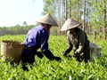 Hợp tác xã Chè Đá Hen - Khẳng định thương hiệu nhờ áp dụng HACCP