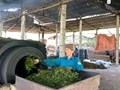 Thị trấn Vĩnh Tuy: Tự Lập tiên phong “cây chè” dẫn lối cho kinh tế nông thôn mới