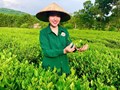 Hợp tác xã Sơn Thành: Đưa khoa học công nghệ đến với sản xuất chè an toàn