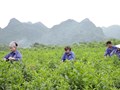 Công ty Cổ phần Chè Hùng An: Nỗ lực vượt khó, tạo nền tảng phát triển bền vững