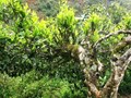 Phú Thọ: Phát triển tiềm năng vùng chè Shan tuyết Pà Cò