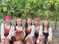 Hấp dẫn với du lịch trải nghiệm “vườn nho Thủy Thắng” ở Phú Thọ
