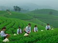 Phú Thọ: Đẩy mạnh tái cơ cấu ngành chè theo hướng nâng cao chất lượng gắn với du lịch