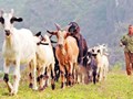 Nâng cao giá trị thương hiệu dê Hương Sơn