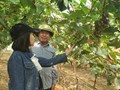 Hà Tĩnh thúc đẩy nông nghiệp xanh gắn với chuyển đổi số và chế biến sâu