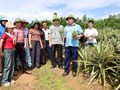 Hiệu quả từ mô hình liên kết trồng dứa Cayen tại xã Thượng Đức