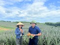 Dứa liên kết – Mô hình nông nghiệp kiểu mới ở Hà Tĩnh