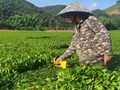 Hà Tĩnh: Xuất khẩu chè vượt kỳ vọng trong 7 tháng đầu năm 2025