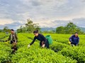 Chuyện lạ ở Hà Tĩnh: Người dân vùng "chảo lửa" vẫn rộn ràng thu hoạch chè
