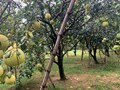Bưởi Phúc Trạch - Nỗ lực giữ vững thương hiệu giữa nhiều thách thức