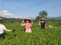 Đồi chè Sơn Tây – Điểm du lịch lý tưởng giữa thiên nhiên thanh bình