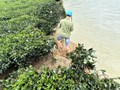 Hà Tĩnh: Nhiều diện tích chè bị sạt lở, cuốn trôi xuống sông Ngàn Phố
