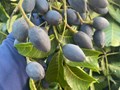 Hà Tĩnh: Thủ phủ "vàng đen" vào mùa thu hoạch