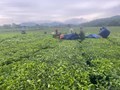 Sắc xanh trên những đồi chè, niềm vui của người dân Hà Tĩnh
