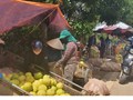 Phiên chợ “độc nhất vô nhị” chỉ bán bưởi Phúc Trạch ở Hà Tĩnh
