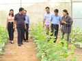 Phát triển chuỗi liên kết rau, quả an toàn: Hướng đi bền vững cho nông nghiệp