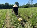 Trồng cây gia vị quanh nhà, mang lại hiệu quả kinh tế cao