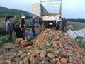 Hà Tĩnh: Mô hình liên kết trồng dứa mang lại hiệu quả tích cực