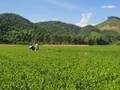Chuyển đổi số – Động lực phát triển nông thôn Hà Tĩnh