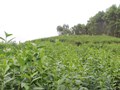 Cây chè, hướng đi mới cho nền nông nghiệp ở Như Xuân