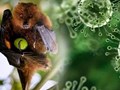 Bệnh do vi rút Nipah: Nhận diện đúng để phòng ngừa hiệu quả