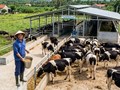 TP. Hồ Chí Minh: Phát triển nông nghiệp tuần hoàn, mở hướng chăn nuôi xanh