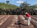 Xuất khẩu cà phê đạt 6,6 tỷ USD, tăng mạnh về lượng