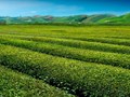Sự nghịch lý của matcha: Thành công toàn cầu đẩy di sản trà nhật vào khủng hoảng