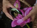 Sức sống mới của làng nghề chè sen trăm năm đất Quảng An