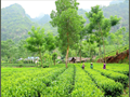 Vùng trà Phú Đô xứng đáng danh hiệu “Lục đại danh trà” của Thái Nguyên