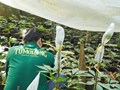 Công ty Cổ phần Sâm Ngọc Linh Tu Mơ Rông: Nâng tầm giá trị, vươn xa thương hiệu Việt