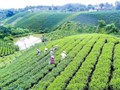 Nâng giá trị chè Thái Nguyên bằng chứng nhận OCOP và không gian sinh thái