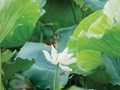 Phát triển sản vật trà sen Huế gắn với du lịch di sản