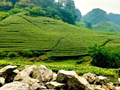 Khai thác giá trị du lịch và nông nghiệp từ quần thể chè Shan tuyết Pà Cò