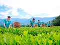 Chè Việt trên hành trình chinh phục thị trường cao cấp