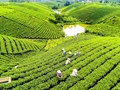 Thái Nguyên đặt mục tiêu 70% diện tích chè được cấp mã số vùng trồng