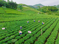 Đồi chè La Bằng: Hành trình từ nông sản chủ lực đến điểm hẹn văn hóa và du lịch