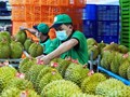 Rau quả Việt Nam lập đỉnh lịch sử: Từ “giải cứu” đến tham vọng 10 tỷ USD